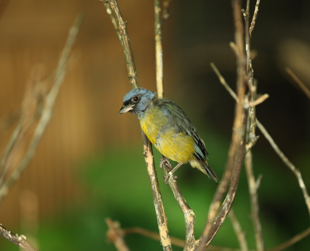 passeriformes-thraupidae-pipraeidea-bonariensis-blue-and-yellow-tanager-1v5z3743