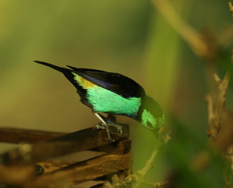 passeriformes-thraupidae-tangara-chilensis-paradise-tanager-b01q7034