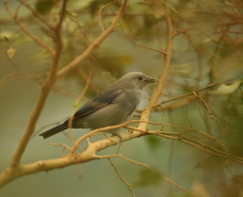 passeriformes-thraupidae-thraupis-episcopus-blue-gray-tanager-1v5z1259