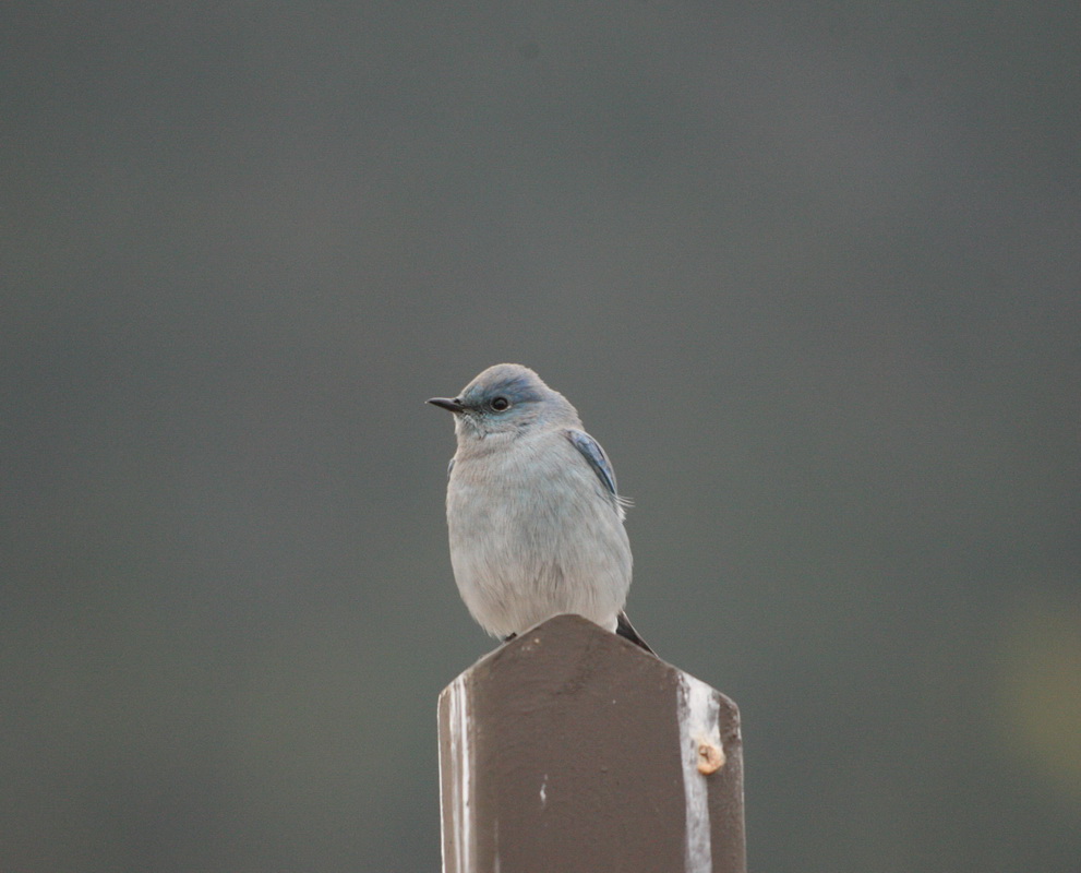 passeriformes-turdidae-sialia-currucoides-mountain-bluebird-1v5z1092