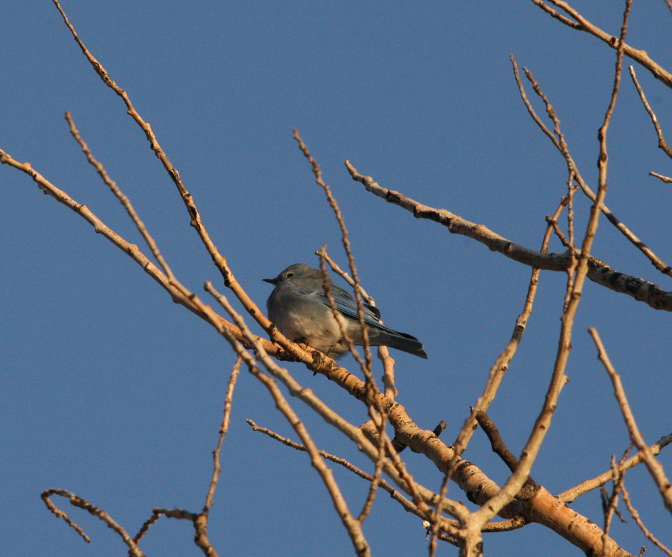 passeriformes-turdidae-sialia-currucoides-mountain-bluebird-1v5z1659