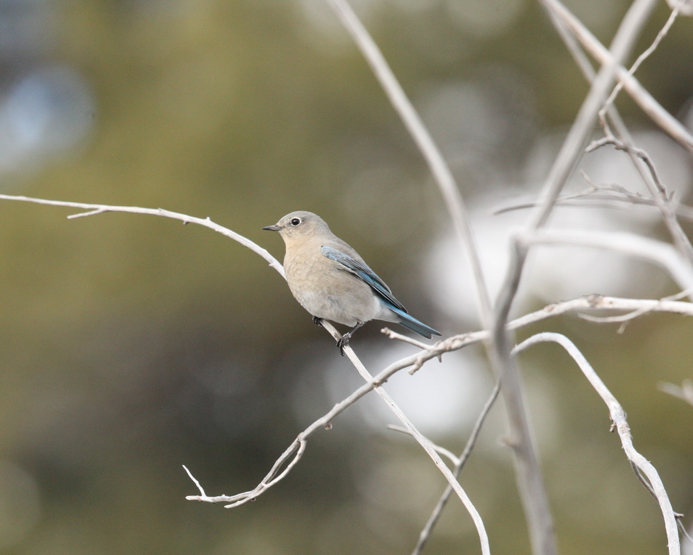 passeriformes-turdidae-sialia-currucoides-mountain-bluebird-1v5z5143