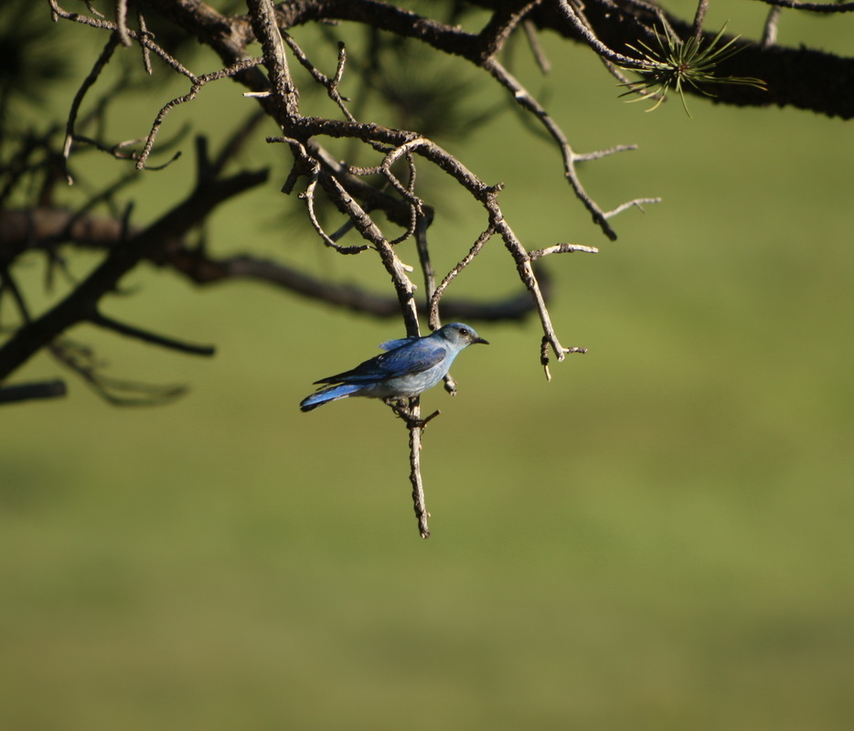 passeriformes-turdidae-sialia-currucoides-mountain-bluebird-1v5z7006
