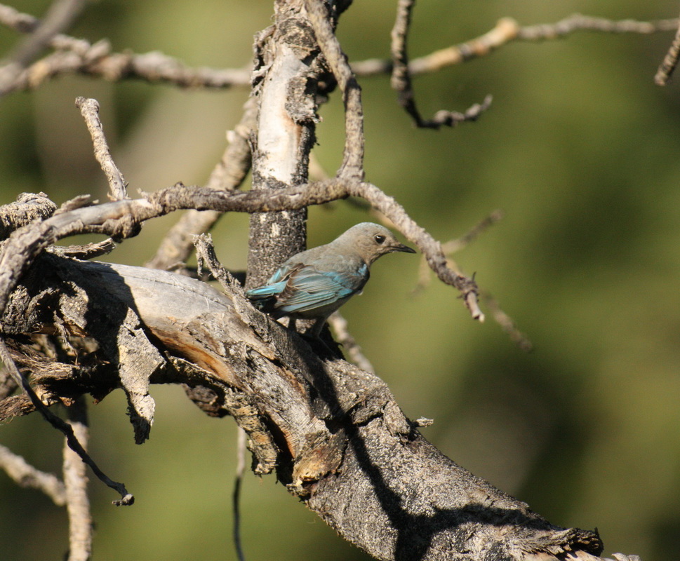 passeriformes-turdidae-sialia-currucoides-mountain-bluebird-1v5z7461