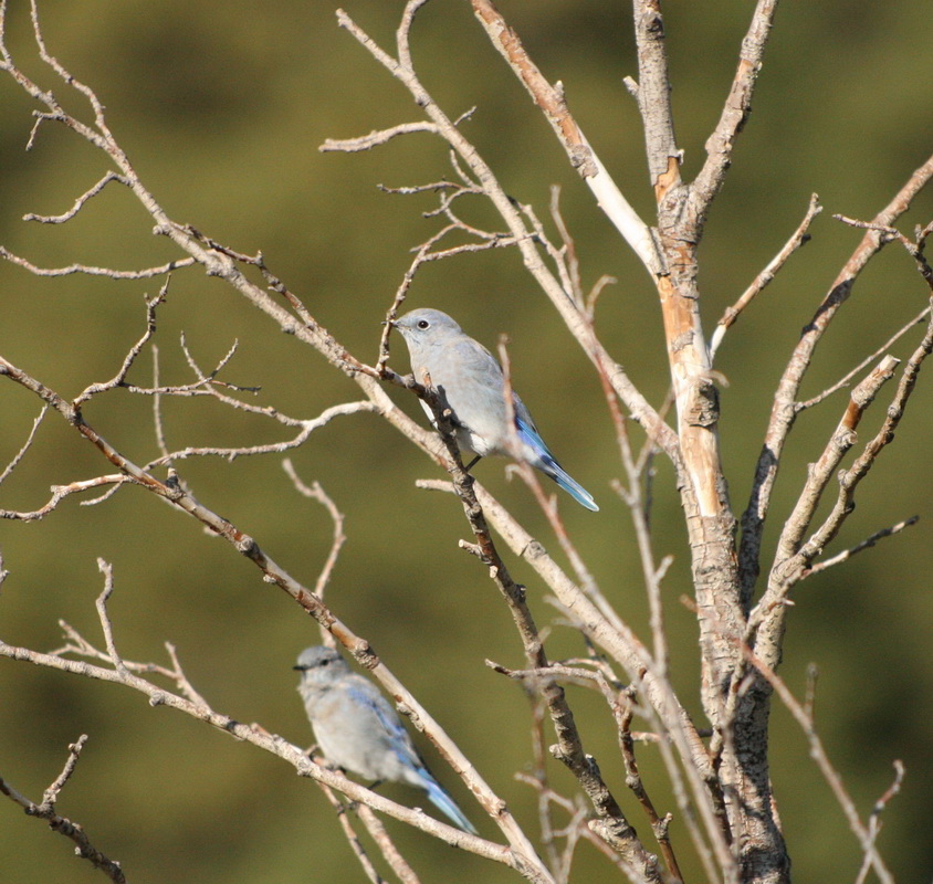 passeriformes-turdidae-sialia-currucoides-mountain-bluebird-1v5z7526