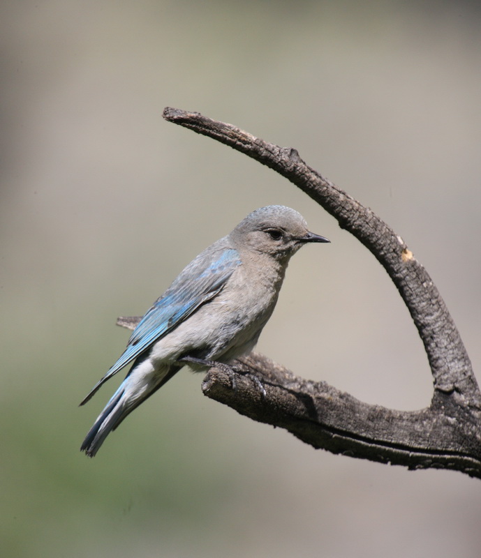 passeriformes-turdidae-sialia-currucoides-mountain-bluebird-1v5z9447
