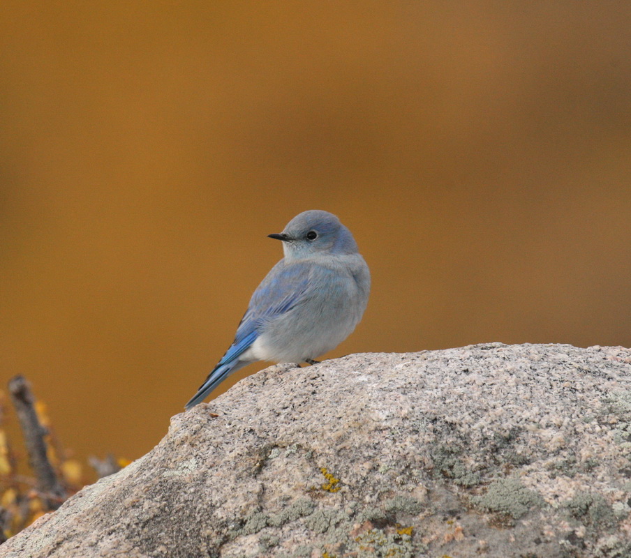 passeriformes-turdidae-sialia-currucoides-mountain-bluebird-1v5z9680