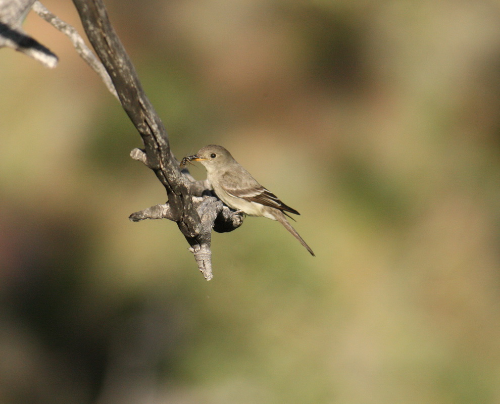 passeriformes-tyrannidae-empidonax-wrightii-gray-flycatcher-1v5z7510