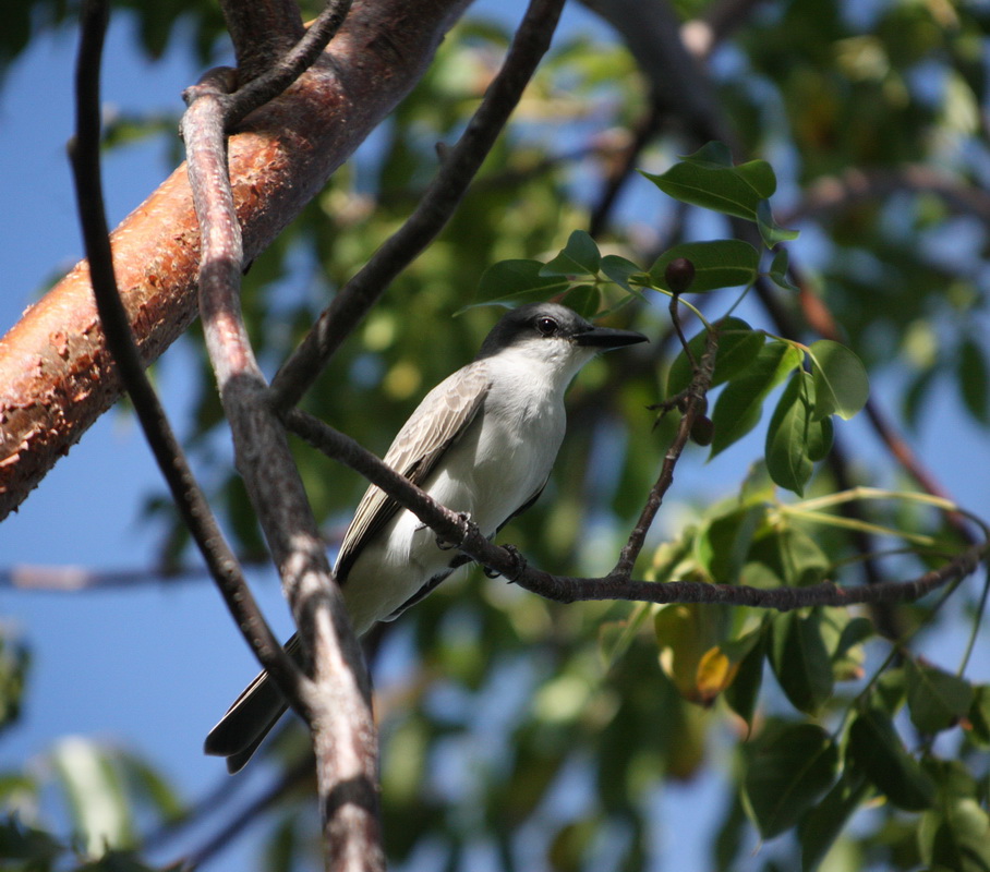 passeriformes-tyrannidae-tyrannus-dominicensis-gray-kingbird-1v5z0841