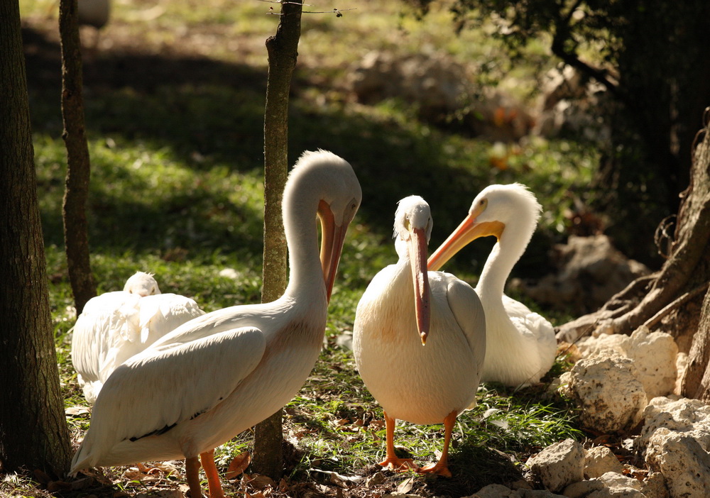 pelecaniformes-pelecanidae-pelecanus-erythrorhynchos-american-white-pelican-1v5z6472