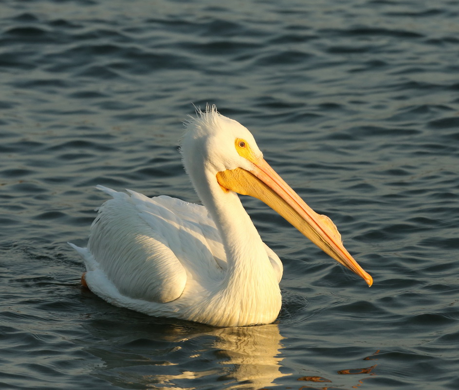 pelecaniformes-pelecanidae-pelecanus-erythrorhynchos-american-white-pelican-b01q3202