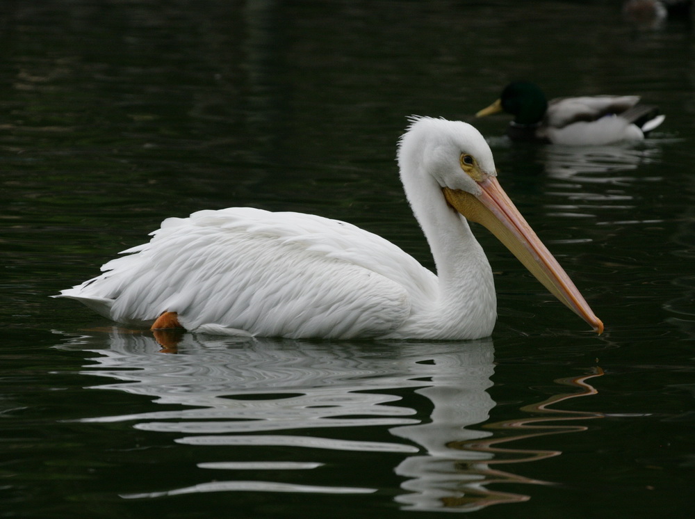 pelecaniformes-pelecanidae-pelecanus-erythrorhynchos-american-white-pelican-xt4b7809