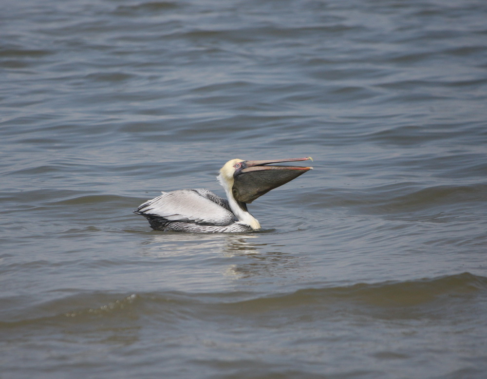 pelecaniformes-pelecanidae-pelecanus-occidentalis-brown-pelican-1v5z2408