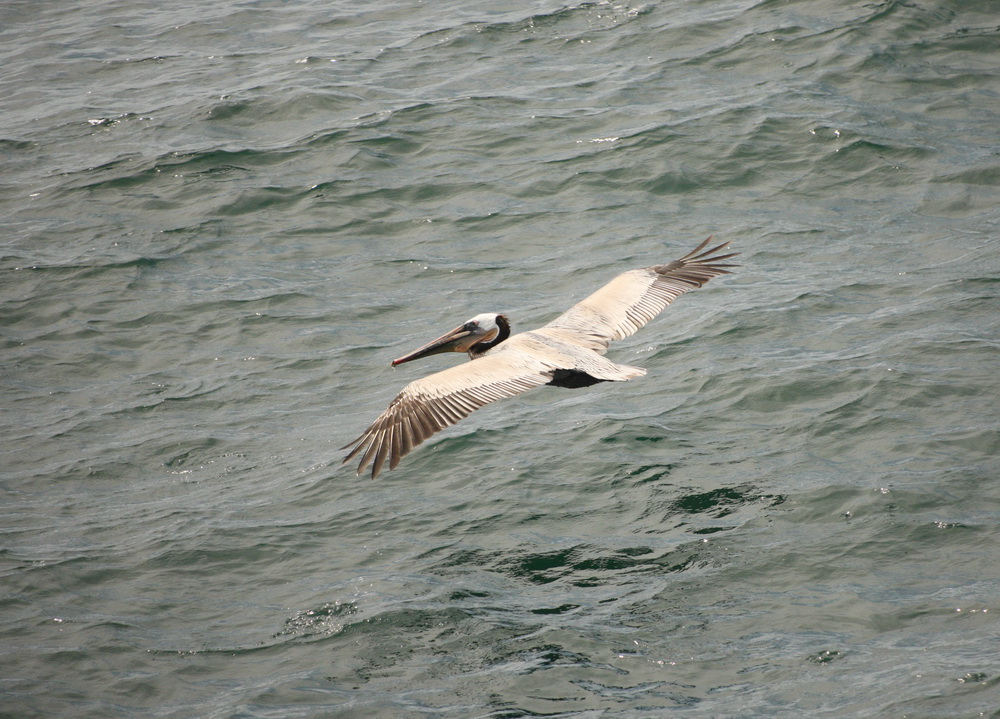 pelecaniformes-pelecanidae-pelecanus-occidentalis-brown-pelican-1v5z2636