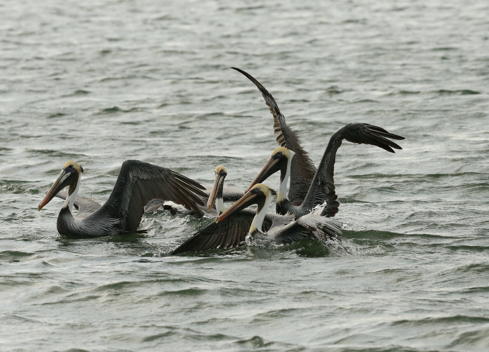 pelecaniformes-pelecanidae-pelecanus-occidentalis-brown-pelican-b01q3139