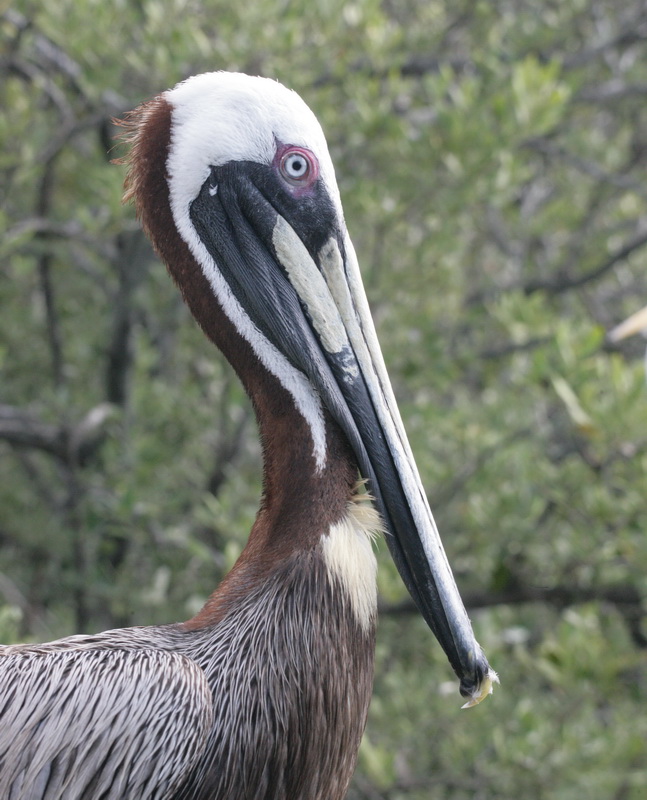 pelecaniformes-pelecanidae-pelecanus-occidentalis-brown-pelican-xt4b2447