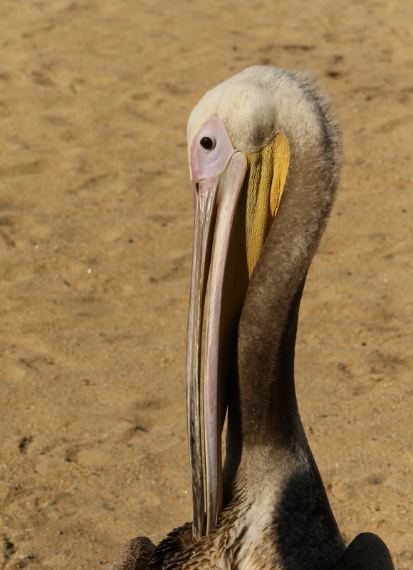 pelecaniformes-pelecanidae-pelecanus-rufescens-pink-backed-pelican-b01q8395