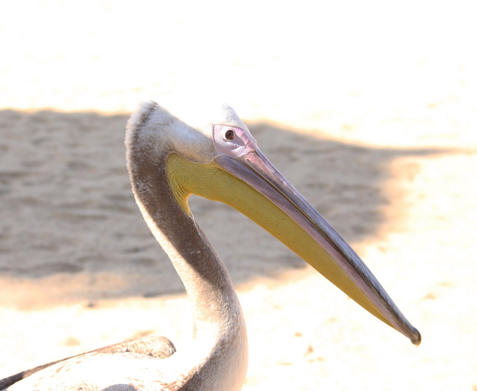 pelecaniformes-pelecanidae-pelecanus-rufescens-pink-backed-pelican-img_9064