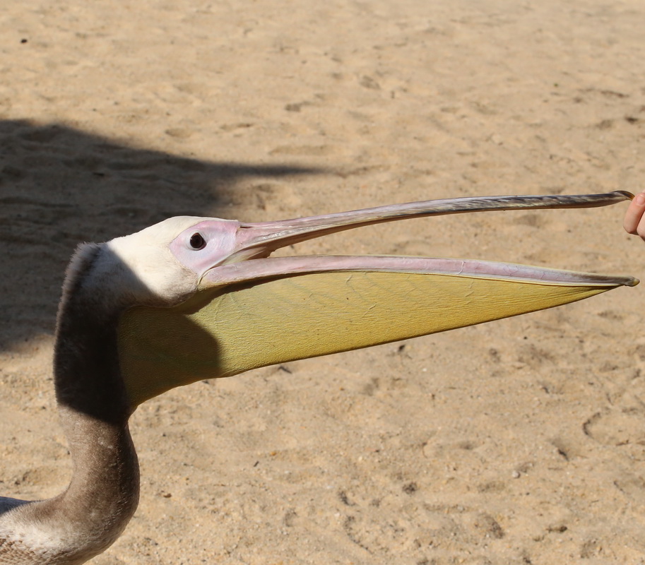 pelecaniformes-pelecanidae-pelecanus-rufescens-pink-backed-pelican-img_9065