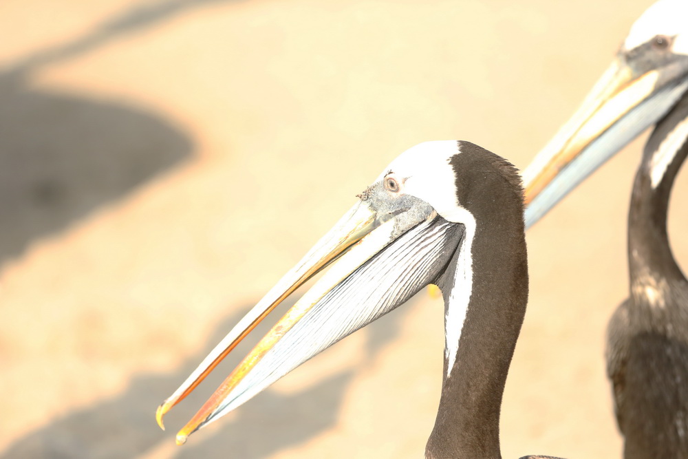 pelecaniformes-pelecanidae-pelecanus-thagus-peruvian-pelican-b01q4498