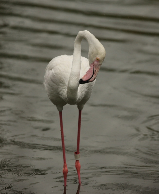 Phoenicopterus roseus Greater flamingo 1V5Z4730