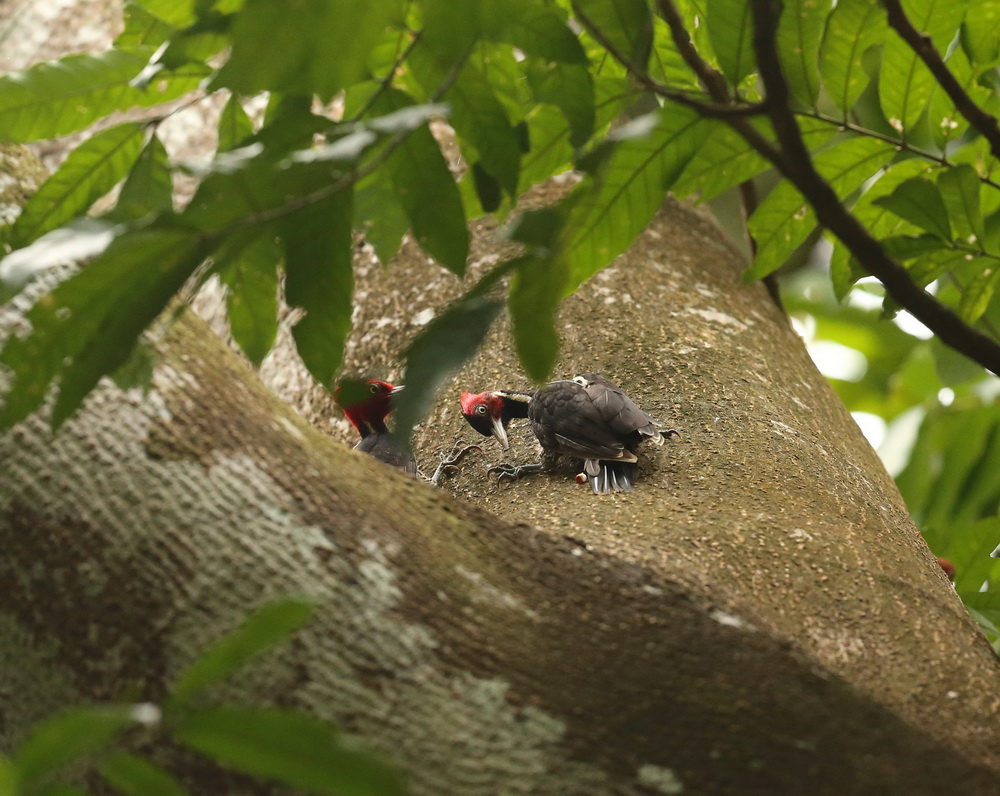 Piciformes Picidae Campephilus guatamalensis Pale-Billed Woodpecker B01Q8672