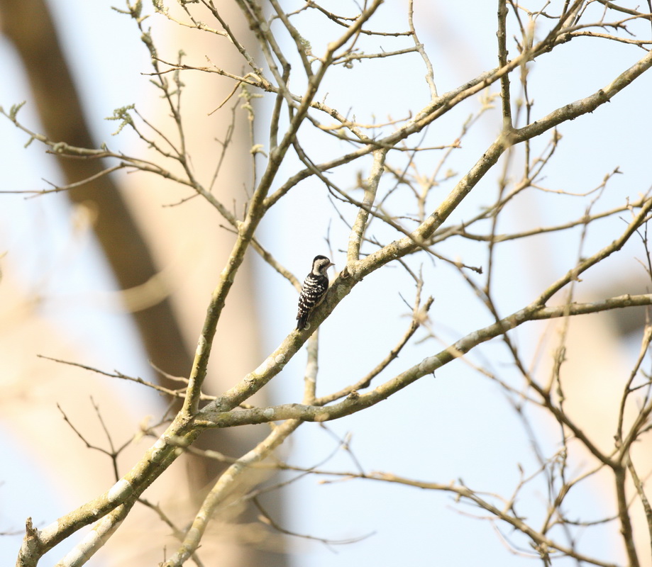 Piciformes Picidae Dendrocopos canicapillus Grey-capped Pygmy Woodpecker 1V5Z6821