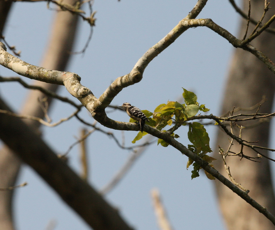 Piciformes Picidae Dendrocopos canicapillus Grey-capped Pygmy Woodpecker 1V5Z6849
