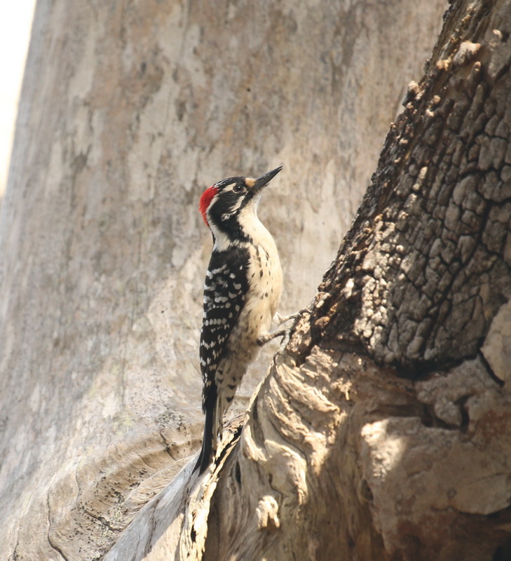 Piciformes Picidae Dryobates nuttallii Nuttall's Woodpecker B01Q5430