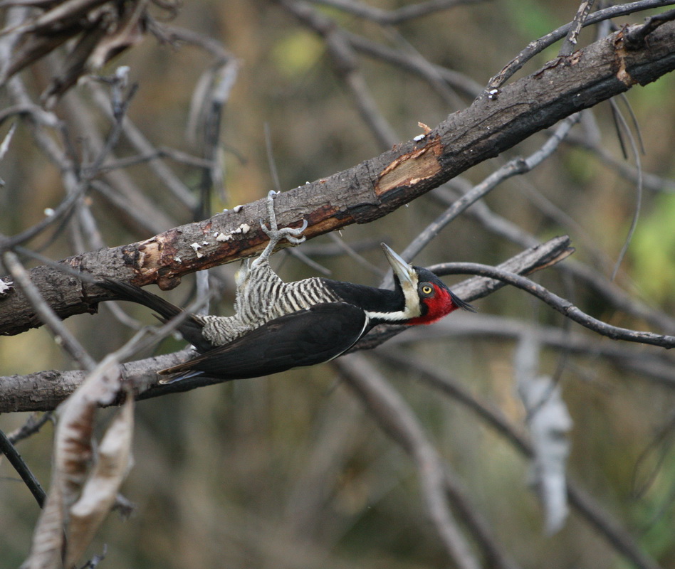 Piciformes Picidae Dryocopus lineatus Lineated Woodpecker 1V5Z0798