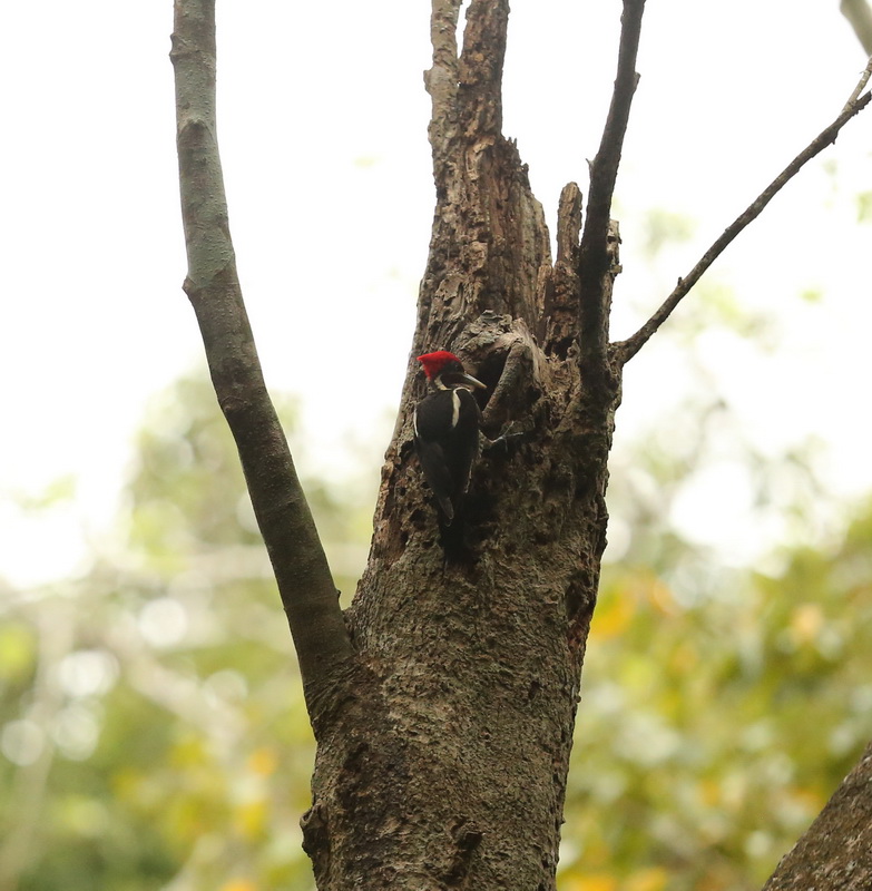Piciformes Picidae Dryocopus lineatus Lineated Woodpecker B01Q8694