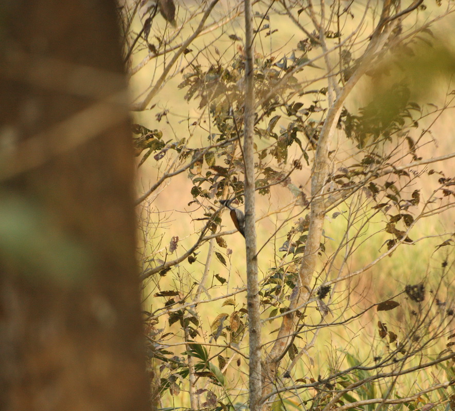 Piciformes Picidae Dryocopus pileatus Pileated Woodpecker 1V5Z7371