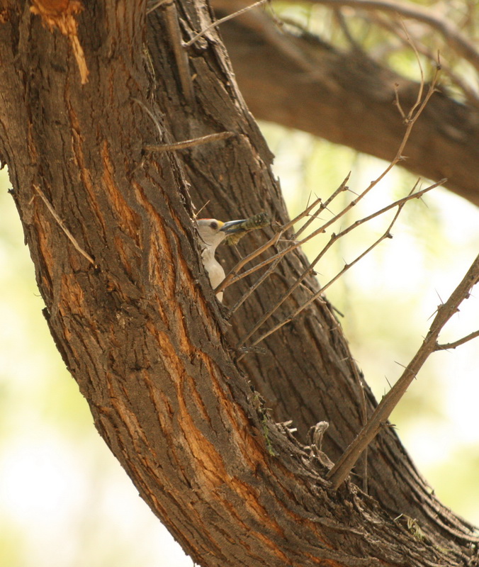 Piciformes Picidae Melanerpes aurifrons Golden-fronted Woodpecker 1V5Z4038