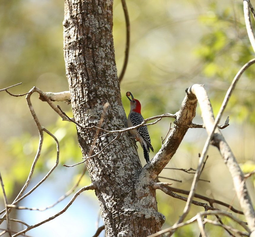 Piciformes Picidae Melanerpes carolinus Red-bellied woodpecker B01Q3543