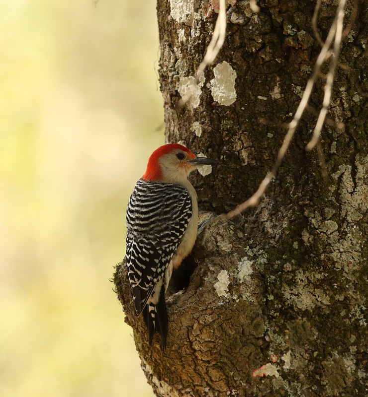 Piciformes Picidae Melanerpes carolinus Red-bellied woodpecker B01Q3607