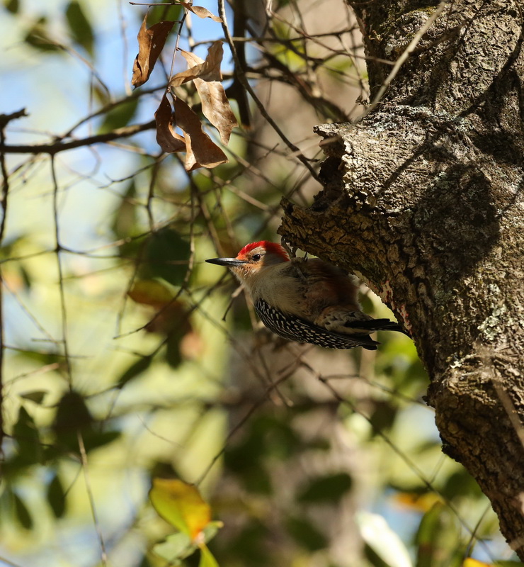Piciformes Picidae Melanerpes carolinus Red-bellied woodpecker B01Q3641