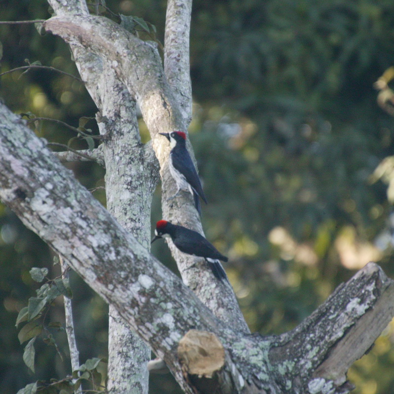 Piciformes Picidae Melanerpes formicivorus Acorn Woodpecker 7B2S4730