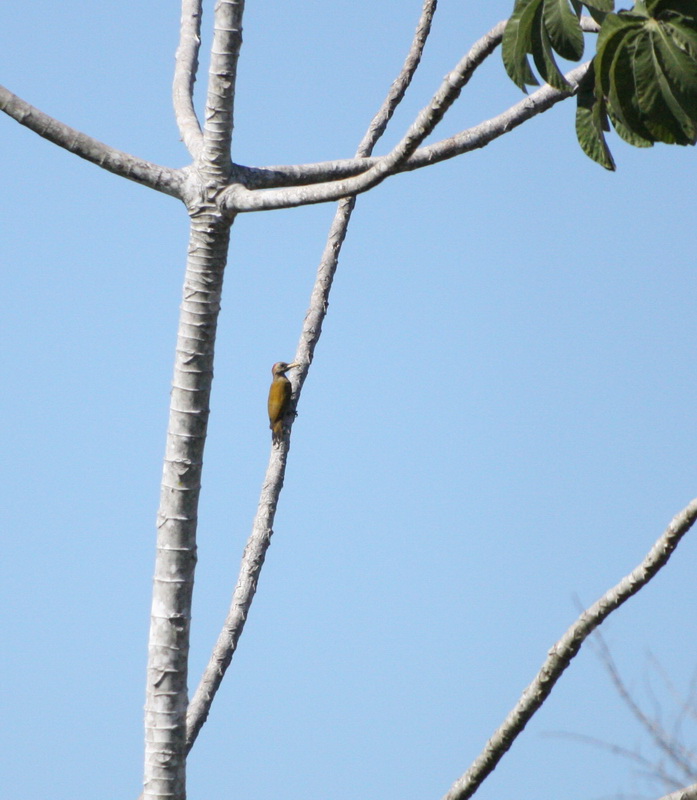 Piciformes Picidae Venilornis passerinus Little Woodpecker 1V5Z3888