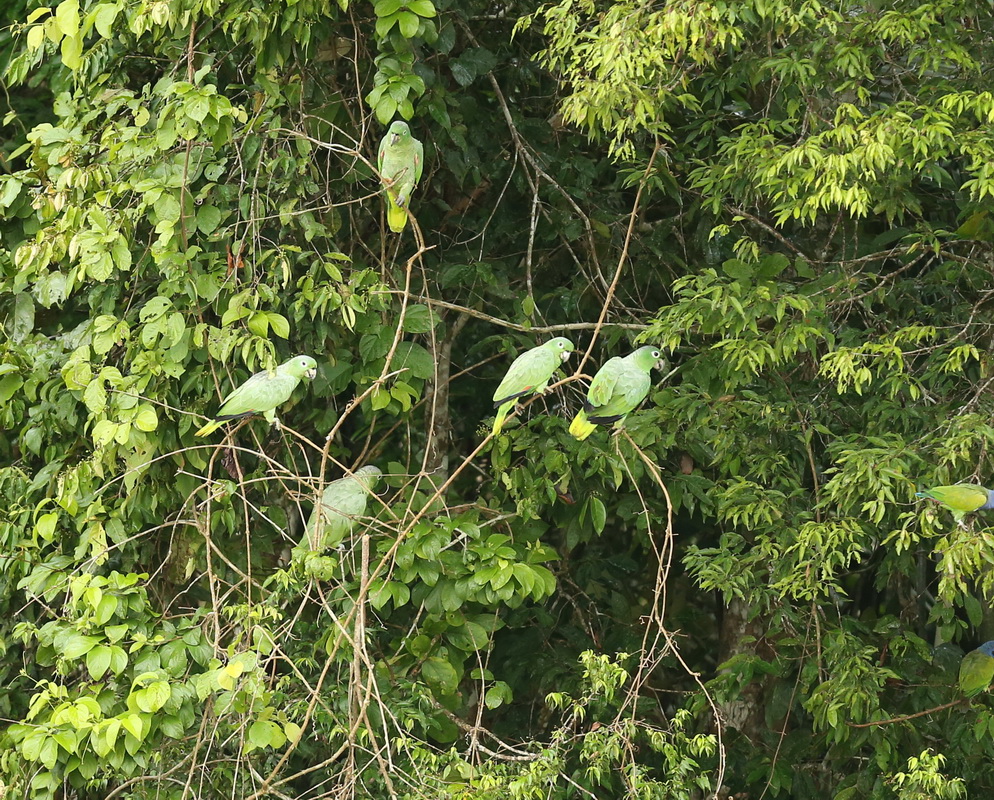 Psittaciformes Psittacidae Amazona farinosa Mealy Parrot B01Q3315