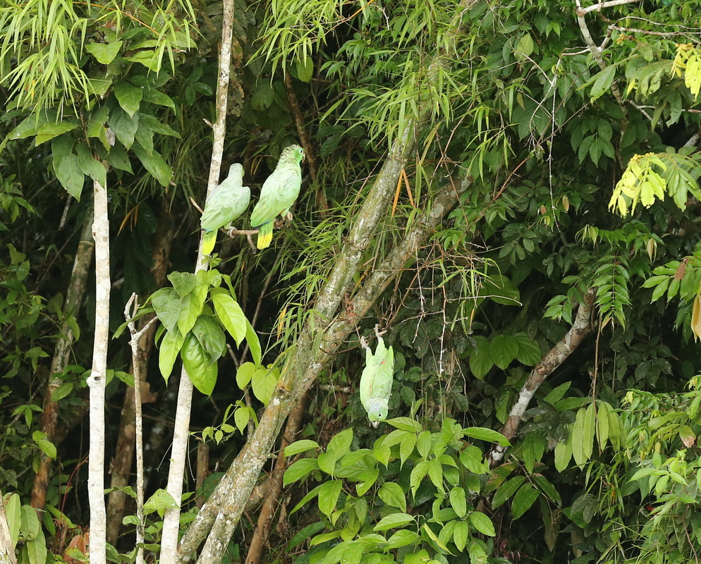 Psittaciformes Psittacidae Amazona farinosa Mealy Parrot B01Q3418