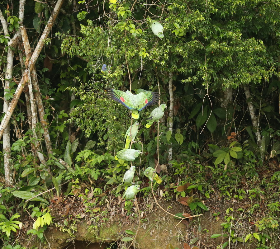 Psittaciformes Psittacidae Amazona farinosa Mealy Parrot B01Q3484