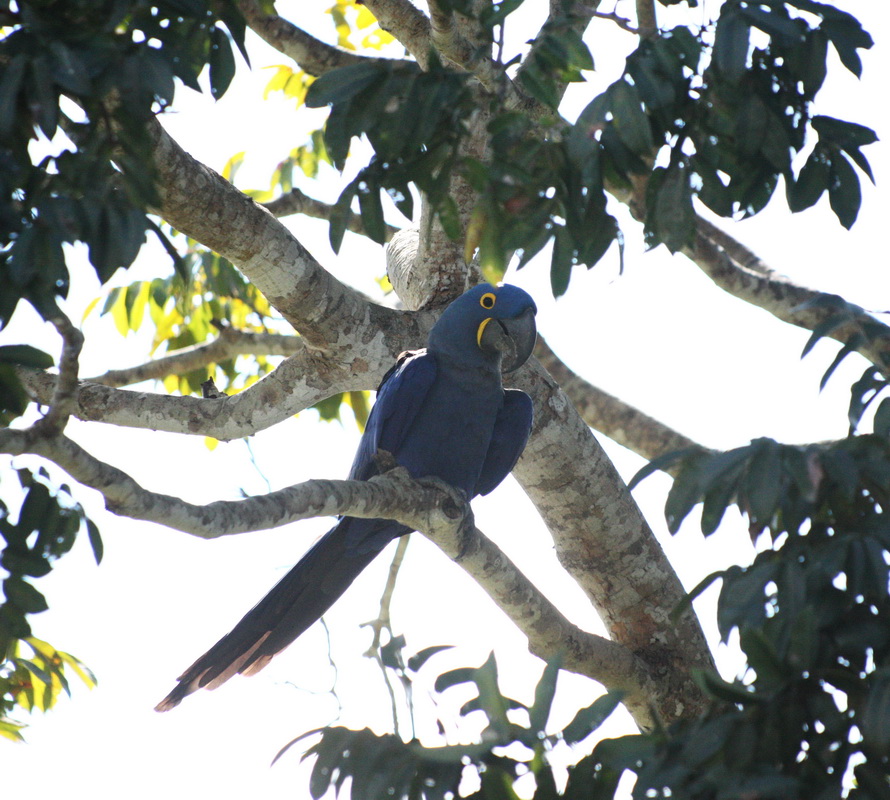 Psittaciformes Psittacidae Anodorhynchus hyacinthinus Hyacinth Macaw 1V5Z5285