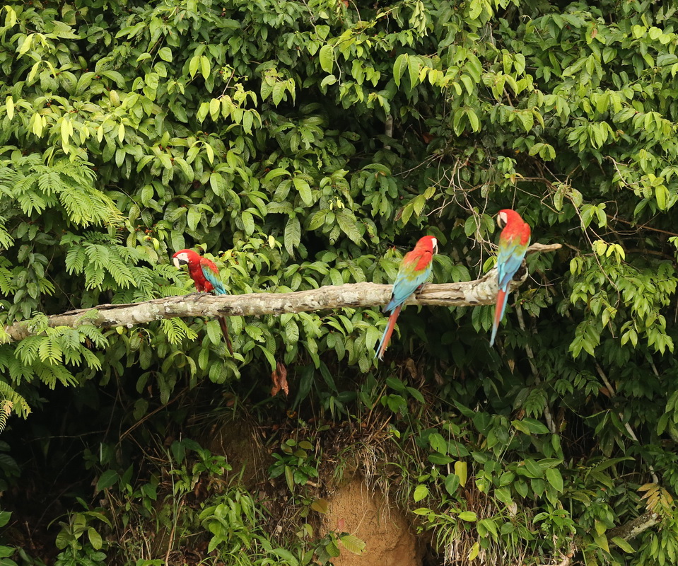 Psittaciformes Psittacidae Ara chloropterus Red and Green Macaw B01Q3742
