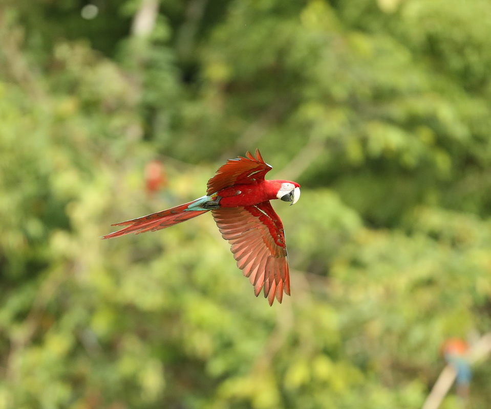 Psittaciformes Psittacidae Ara chloropterus Red and Green Macaw B01Q3817