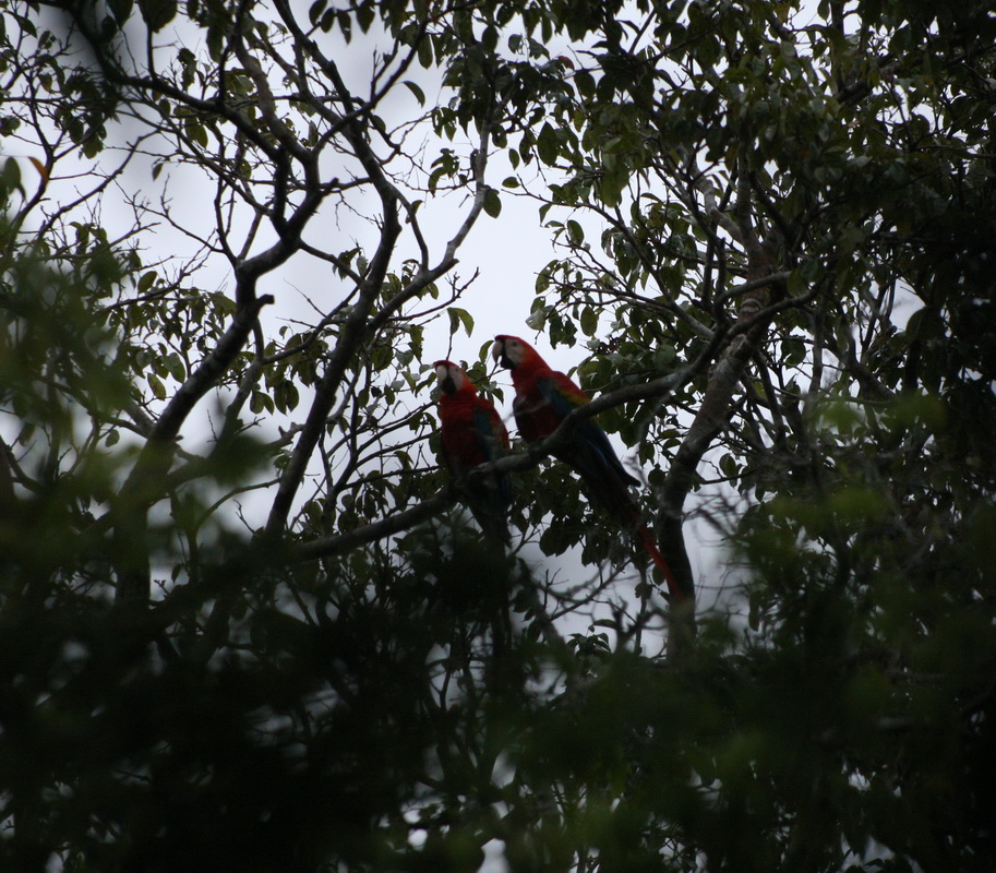 Psittaciformes Psittacidae Ara macao Scarlet Macaw 1V5Z5676