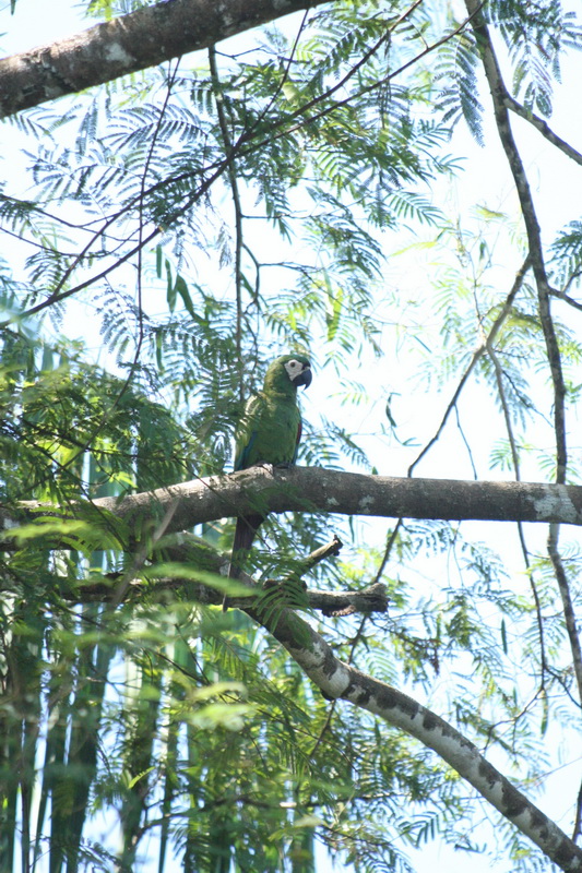 Psittaciformes Psittacidae Ara severus Chestnut-fronted Macaw 1V5Z8452