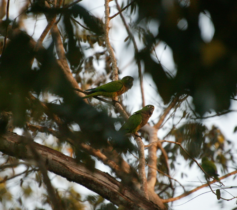 Psittaciformes Psittacidae Aratinga nana Olive-throated Parakeet 7B2S4517