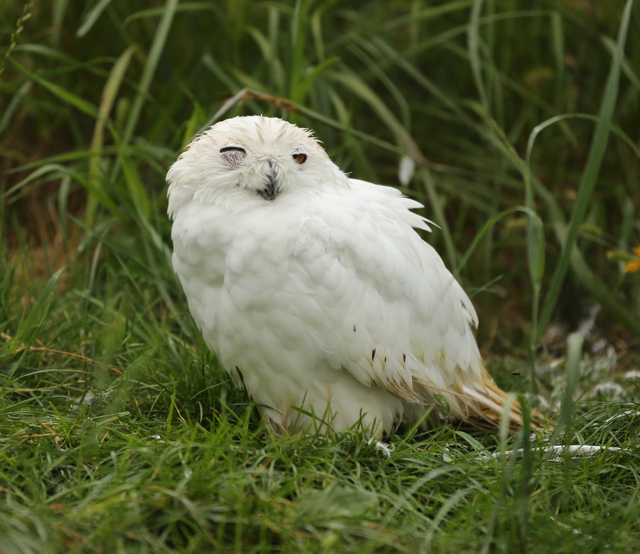 Strigiformes Strigidae Bubo scandiacus Snowy Owl B01Q7881