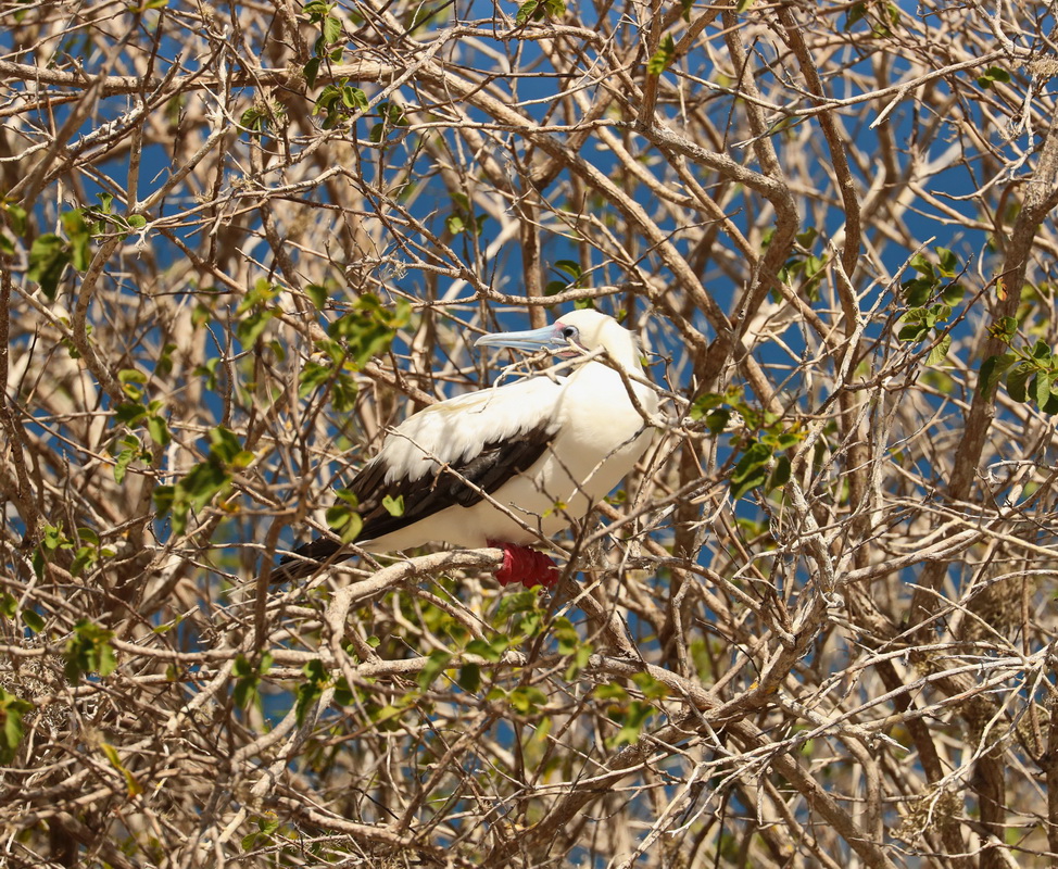 Sula sula Red-Footed Booby AX9I9108