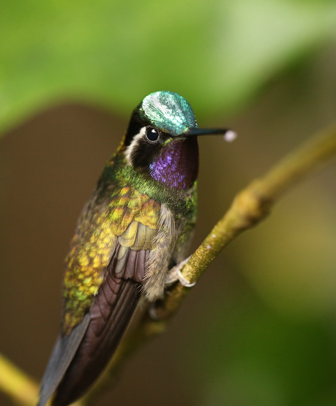 apodiformes-trochilidae-lampornis-calolaema-purple-throated-mountain-gem-b01q5459
